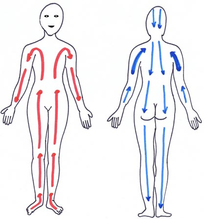 Körper v. Vorne und hinten
